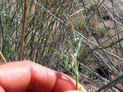 Gomphocarpus filiformis