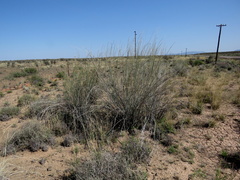 Gomphocarpus filiformis