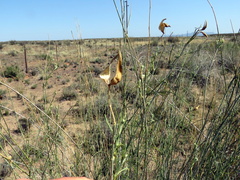 Gomphocarpus filiformis