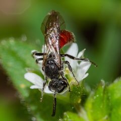 Sphecodes ranunculi