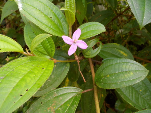Arthrostemma ciliatum