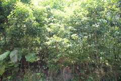 Miconia subhirsuta