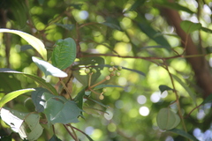 Miconia subhirsuta