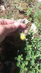 Anthyllis vulneraria boissieri