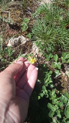 Anthyllis vulneraria boissieri