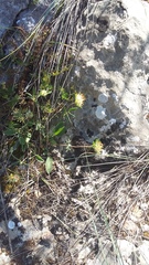 Anthyllis vulneraria boissieri