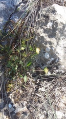 Anthyllis vulneraria boissieri