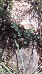Astragalus rupifragus