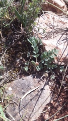 Astragalus rupifragus