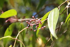 Miconia mexicana