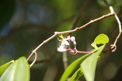 Miconia mexicana