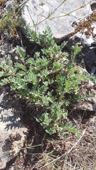 Astragalus rupifragus
