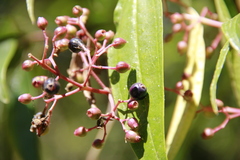 Miconia mexicana