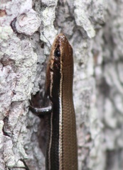 Plestiodon anthracinus anthracinus
