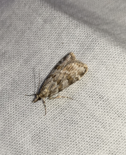 Scoparia pyralella