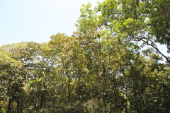 Miconia trinervia