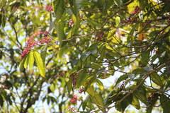Miconia trinervia