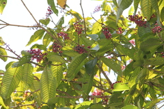Miconia trinervia
