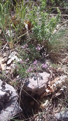 Thymus callieri