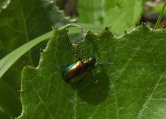 Chrysolinina