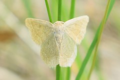 Thalera pistasciaria