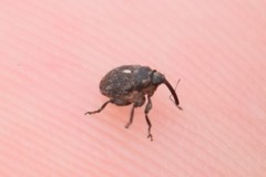 Glocianus