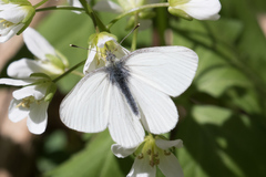 Pieris virginiensis