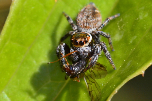 Mediterranean white-banded spider