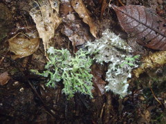 Heterodermia echinata