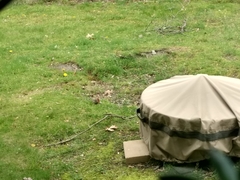 Haemorhous mexicanus