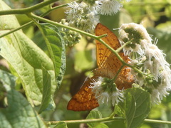 Riodinidae