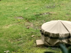 Haemorhous mexicanus