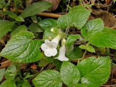Chrysothemis panamensis