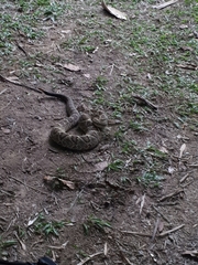 Crotalus durissus terrificus