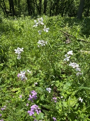 Cardamine bulbifera