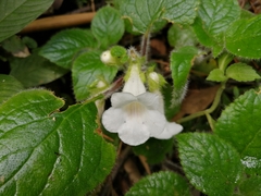 Chrysothemis panamensis