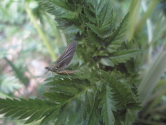 Ephemerella subvaria