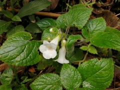 Chrysothemis panamensis