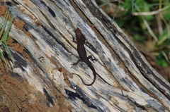 Trachylepis