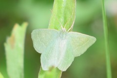 Thalera pistasciaria
