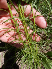 Dysodiopsis tagetoides