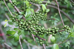 Trichilia havanensis