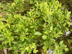 Trichilia havanensis