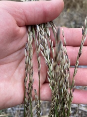 Melica californica