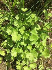 Ranunculus parviflorus