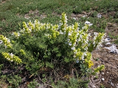 Salvia scabiosifolia