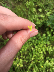 Ranunculus parviflorus