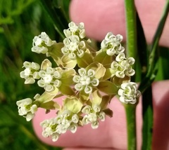 Asclepias linearis