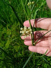Asclepias linearis
