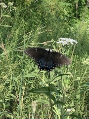 Papilio glaucus